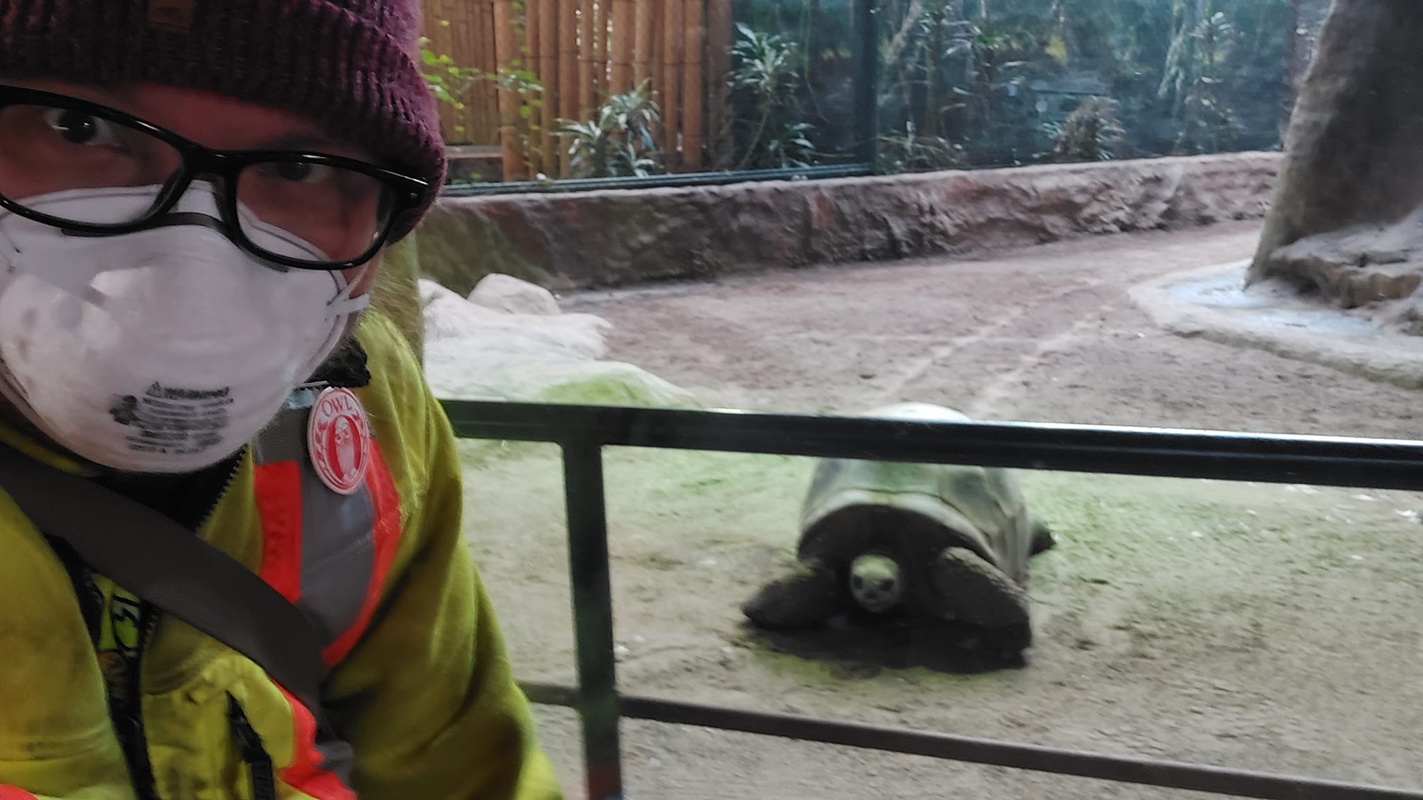 A man wearing a red toque, a high visibility winter coat and an N95 mask is in front of an enclosure with a large tortoise in it, the tortoise faces the camera